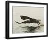 Bald Eagle Seeking to Catch a Fish, Homer, Alaska, USA-Arthur Morris-Framed Photographic Print