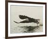 Bald Eagle Seeking to Catch a Fish, Homer, Alaska, USA-Arthur Morris-Framed Photographic Print