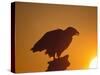 Bald Eagle Silhouette at Sunset, Kachemak Bay, Alaska, USA-Steve Kazlowski-Stretched Canvas