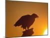 Bald Eagle Silhouette at Sunset, Kachemak Bay, Alaska, USA-Steve Kazlowski-Mounted Photographic Print