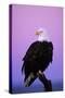 Bald Eagle Sitting on Perch a Half Hour before Sunrise-null-Stretched Canvas