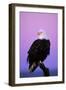 Bald Eagle Sitting on Perch a Half Hour before Sunrise-null-Framed Photographic Print