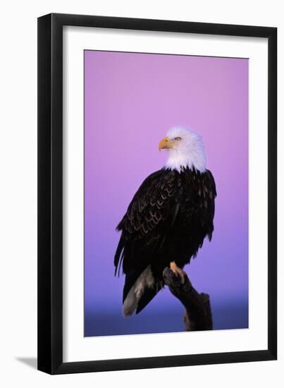 Bald Eagle Sitting on Perch a Half Hour before Sunrise-null-Framed Photographic Print