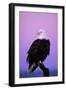 Bald Eagle Sitting on Perch a Half Hour before Sunrise-null-Framed Photographic Print