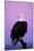 Bald Eagle Sitting on Perch a Half Hour before Sunrise-null-Mounted Photographic Print