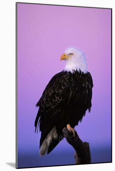 Bald Eagle Sitting on Perch a Half Hour before Sunrise-null-Mounted Photographic Print