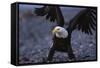Bald Eagle Spreading Wings-W. Perry Conway-Framed Stretched Canvas