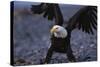 Bald Eagle Spreading Wings-W. Perry Conway-Stretched Canvas