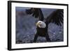 Bald Eagle Spreading Wings-W. Perry Conway-Framed Photographic Print