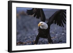 Bald Eagle Spreading Wings-W. Perry Conway-Framed Photographic Print