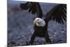 Bald Eagle Spreading Wings-W. Perry Conway-Mounted Photographic Print