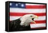 Bald Eagle Squawking with American Flag-W. Perry Conway-Framed Stretched Canvas