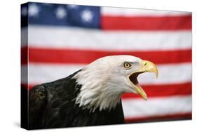 Bald Eagle Squawking with American Flag-W. Perry Conway-Stretched Canvas