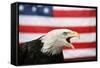 Bald Eagle Squawking with American Flag-W. Perry Conway-Framed Stretched Canvas