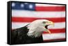 Bald Eagle Squawking with American Flag-W. Perry Conway-Framed Stretched Canvas