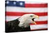 Bald Eagle Squawking with American Flag-W. Perry Conway-Stretched Canvas