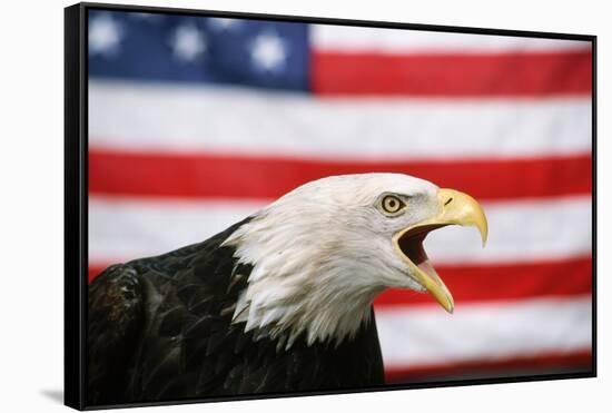 Bald Eagle Squawking with American Flag-W. Perry Conway-Framed Stretched Canvas