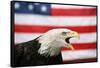 Bald Eagle Squawking with American Flag-W. Perry Conway-Framed Stretched Canvas