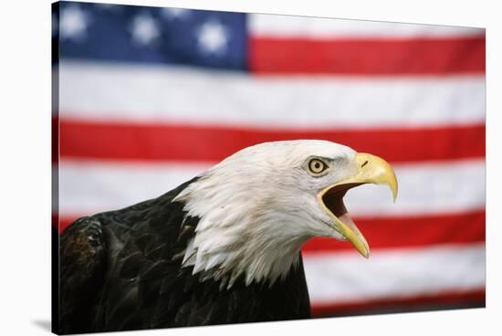 Bald Eagle Squawking with American Flag-W. Perry Conway-Stretched Canvas
