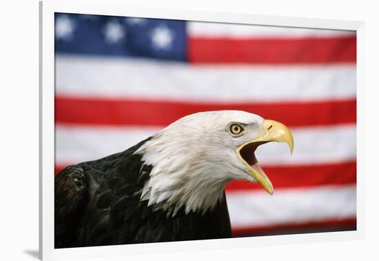 Bald Eagle Squawking with American Flag-W. Perry Conway-Framed Photographic Print