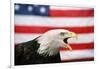 Bald Eagle Squawking with American Flag-W. Perry Conway-Framed Photographic Print