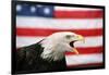 Bald Eagle Squawking with American Flag-W. Perry Conway-Framed Photographic Print
