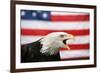 Bald Eagle Squawking with American Flag-W. Perry Conway-Framed Photographic Print