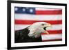 Bald Eagle Squawking with American Flag-W. Perry Conway-Framed Photographic Print