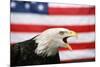 Bald Eagle Squawking with American Flag-W. Perry Conway-Mounted Photographic Print