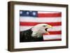 Bald Eagle Squawking with American Flag-W. Perry Conway-Framed Photographic Print