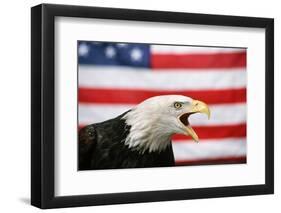 Bald Eagle Squawking with American Flag-W. Perry Conway-Framed Photographic Print