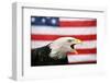 Bald Eagle Squawking with American Flag-W. Perry Conway-Framed Photographic Print