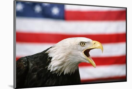 Bald Eagle Squawking with American Flag-W. Perry Conway-Mounted Photographic Print