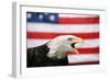 Bald Eagle Squawking with American Flag-W. Perry Conway-Framed Photographic Print