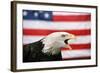 Bald Eagle Squawking with American Flag-W. Perry Conway-Framed Photographic Print