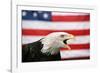 Bald Eagle Squawking with American Flag-W. Perry Conway-Framed Photographic Print