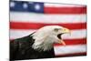 Bald Eagle Squawking with American Flag-W. Perry Conway-Mounted Photographic Print
