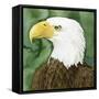 Bald Eagle Stare II-Grace Popp-Framed Stretched Canvas