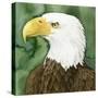 Bald Eagle Stare II-Grace Popp-Stretched Canvas