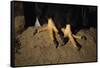 Bald Eagle Talons-W. Perry Conway-Framed Stretched Canvas