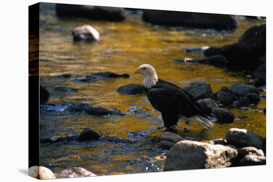 Bald Eagle Waits on a Rock in the Platte River-W. Perry Conway-Stretched Canvas