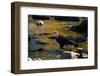 Bald Eagle Waits on a Rock in the Platte River-W. Perry Conway-Framed Photographic Print