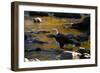 Bald Eagle Waits on a Rock in the Platte River-W. Perry Conway-Framed Photographic Print