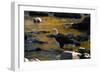 Bald Eagle Waits on a Rock in the Platte River-W. Perry Conway-Framed Photographic Print