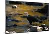 Bald Eagle Waits on a Rock in the Platte River-W. Perry Conway-Mounted Photographic Print