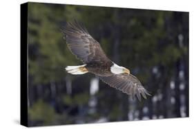 Bald Eagle, winter flight-Ken Archer-Stretched Canvas