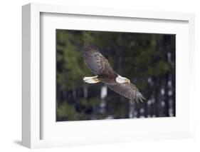 Bald Eagle, winter flight-Ken Archer-Framed Photographic Print