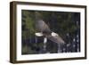 Bald Eagle, winter flight-Ken Archer-Framed Photographic Print