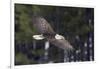 Bald Eagle, winter flight-Ken Archer-Framed Photographic Print