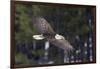 Bald Eagle, winter flight-Ken Archer-Framed Photographic Print